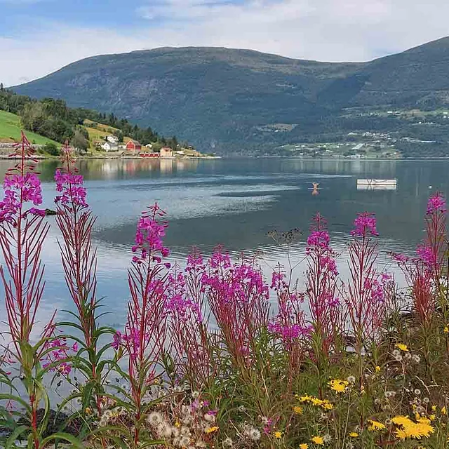 Rosa geitrams i blomst i forgrunnen med en blikkstille innsjø og grønne fjell i bakgrunnen.
