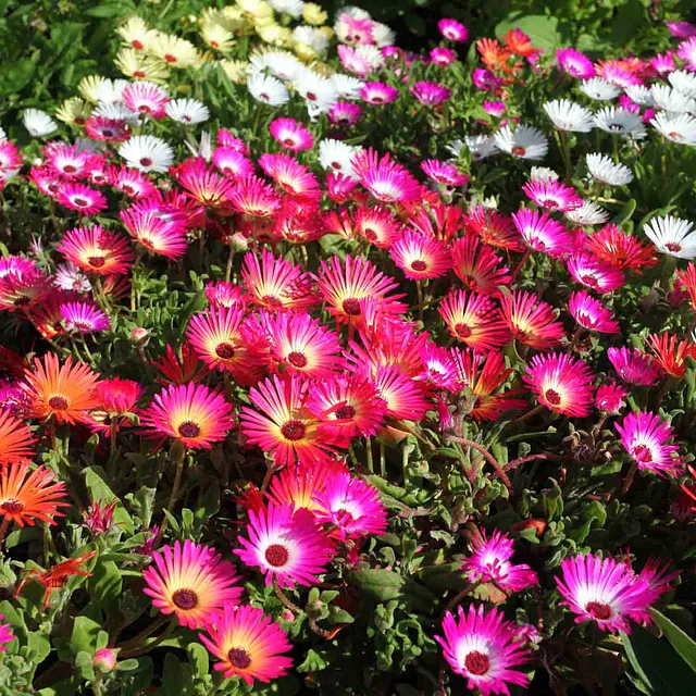 Nærbilde av et fargerikt blomsterbed fylt med rosa, gule og hvite blomster.