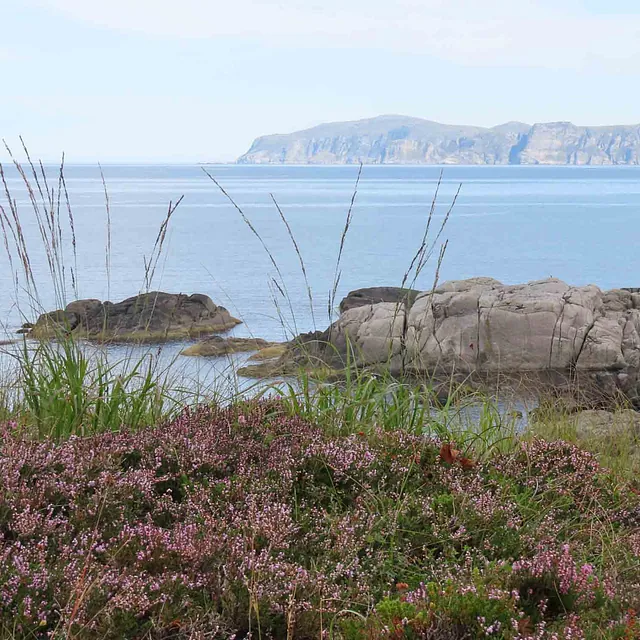 Kystlandskap med lilla lyng og gress i forgrunnen, og svaberg som strekker seg ut i havet.