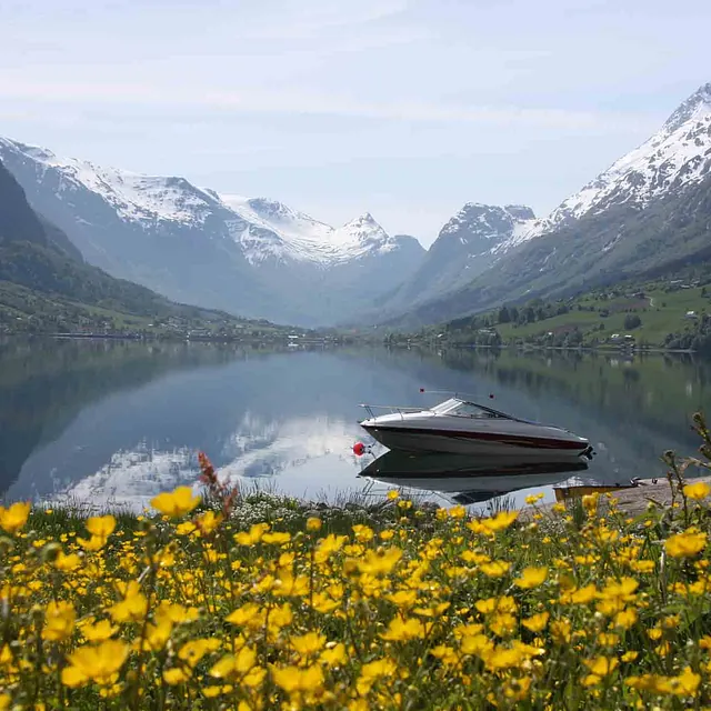 Et tett teppe av gule blomster i vannkanten foran en speilblank fjord omkranset av høye fjell.