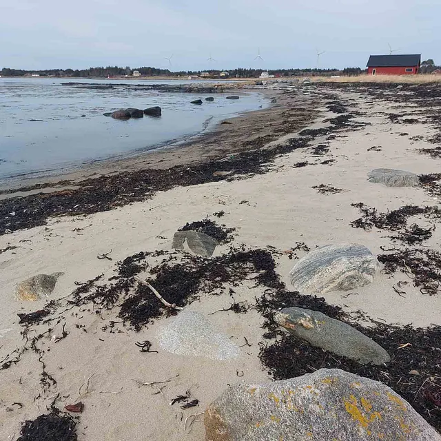 En hvit sandstrand med tang og steiner i vannkanten, og spredt bebyggelse i bakgrunnen.